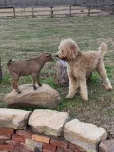 goldendoodle and baby goat