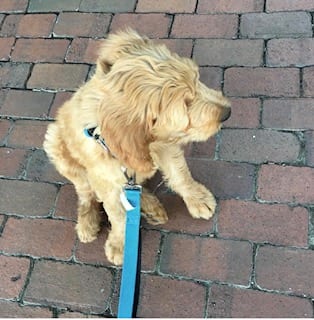 Loose-Leash Walking (Training Series)