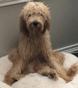 f1 goldendoodle