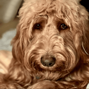 F1 Goldendoodle