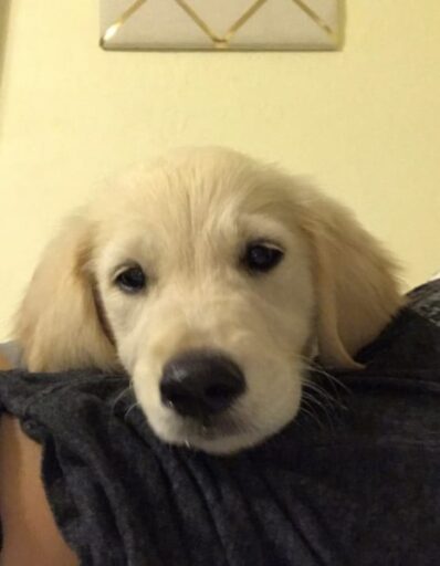 English cream Golden Retriever looking sad