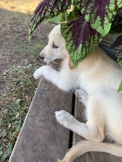 English cream Golden Retriever on porch with ball in mouth