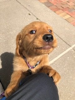 Golden Retriever puppy being silly