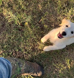 English cream Golden Retriever