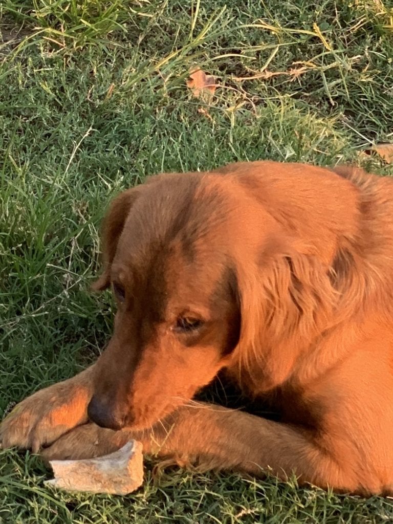 Golden Retriever with her antler