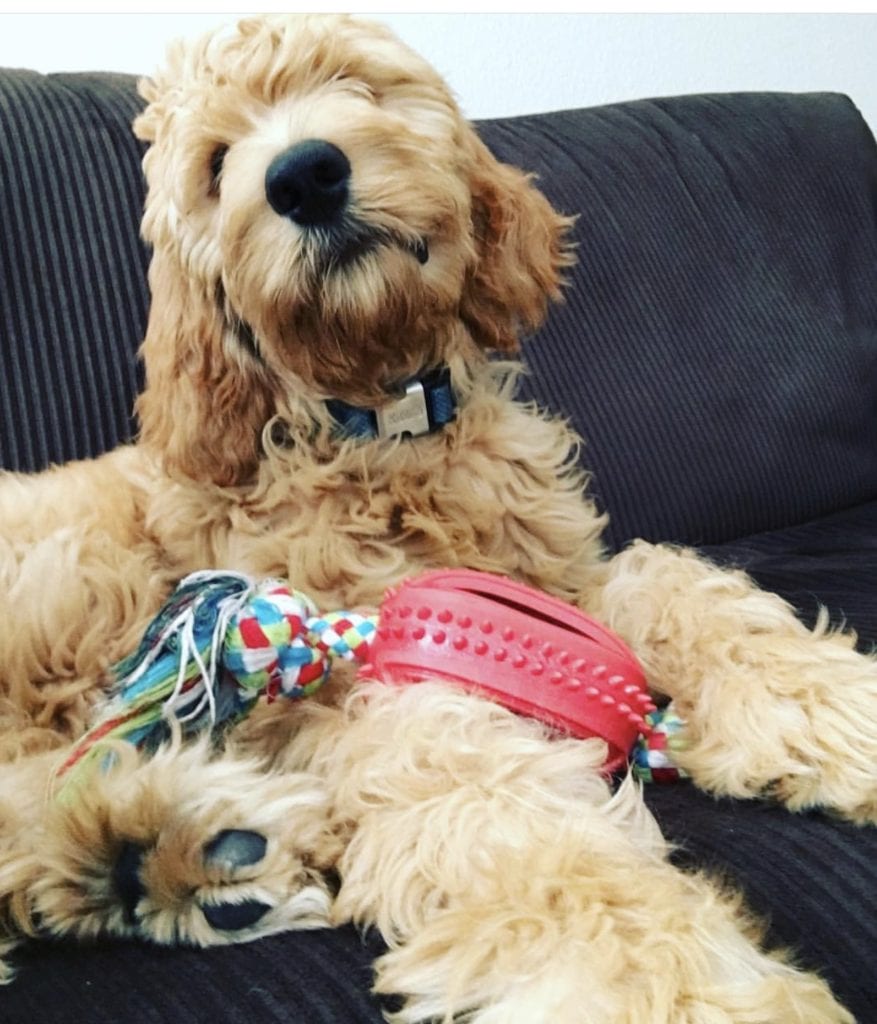 Goldendoodle with his chew toy