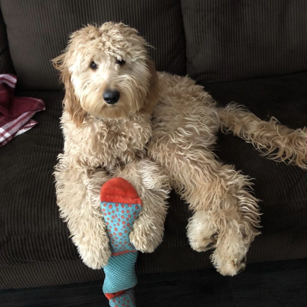 Goldendoodle with his chew toy