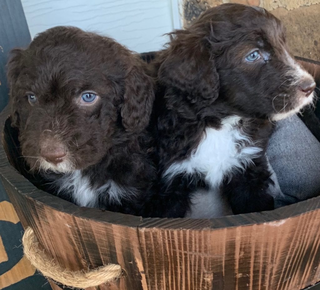 Bordoodle puppies in a bucket
