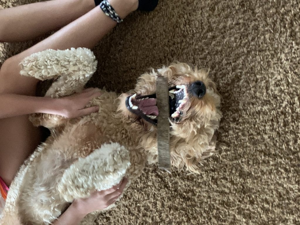 Goldendoodle chewing an antler