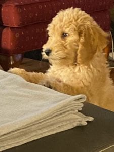 goldendoodle puppy