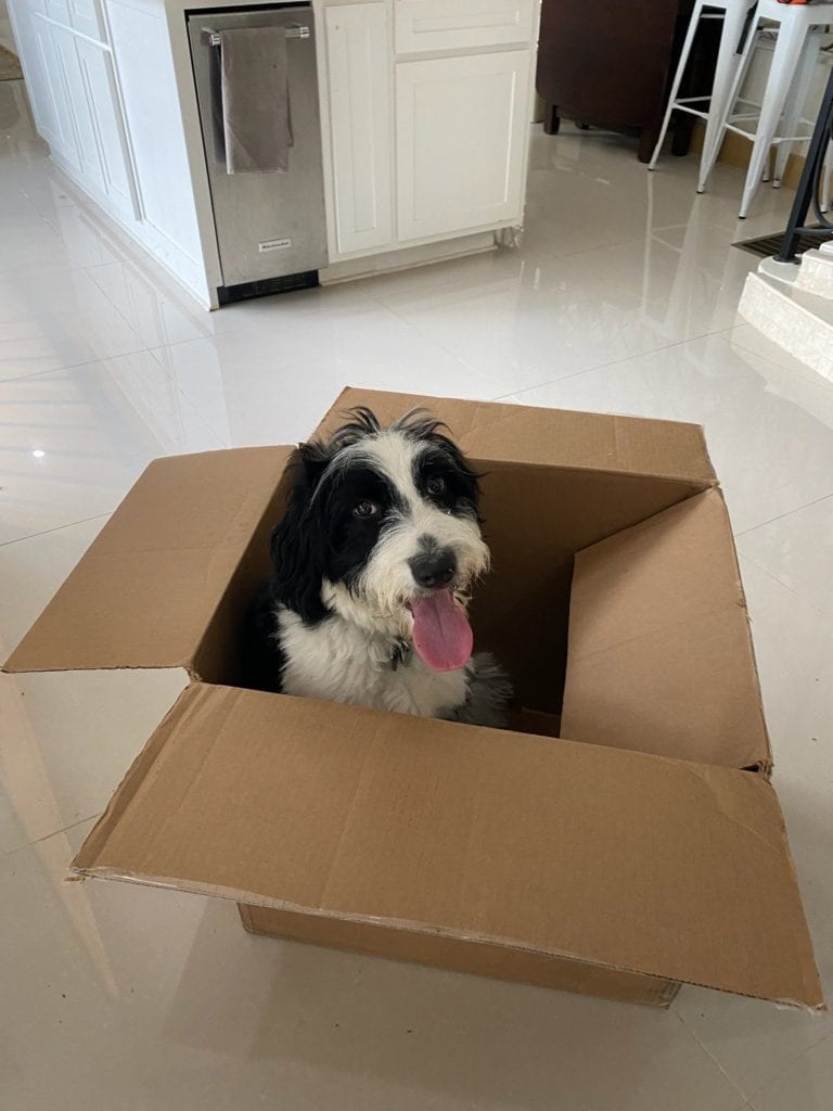 bordoodle in a box