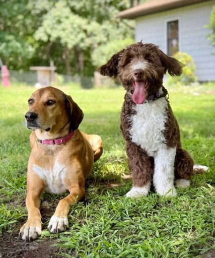 two dogs