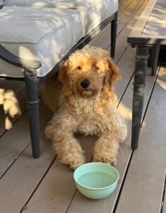 goldendoodle