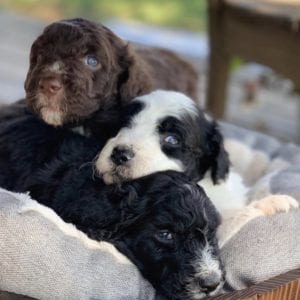 bordoodle puppies