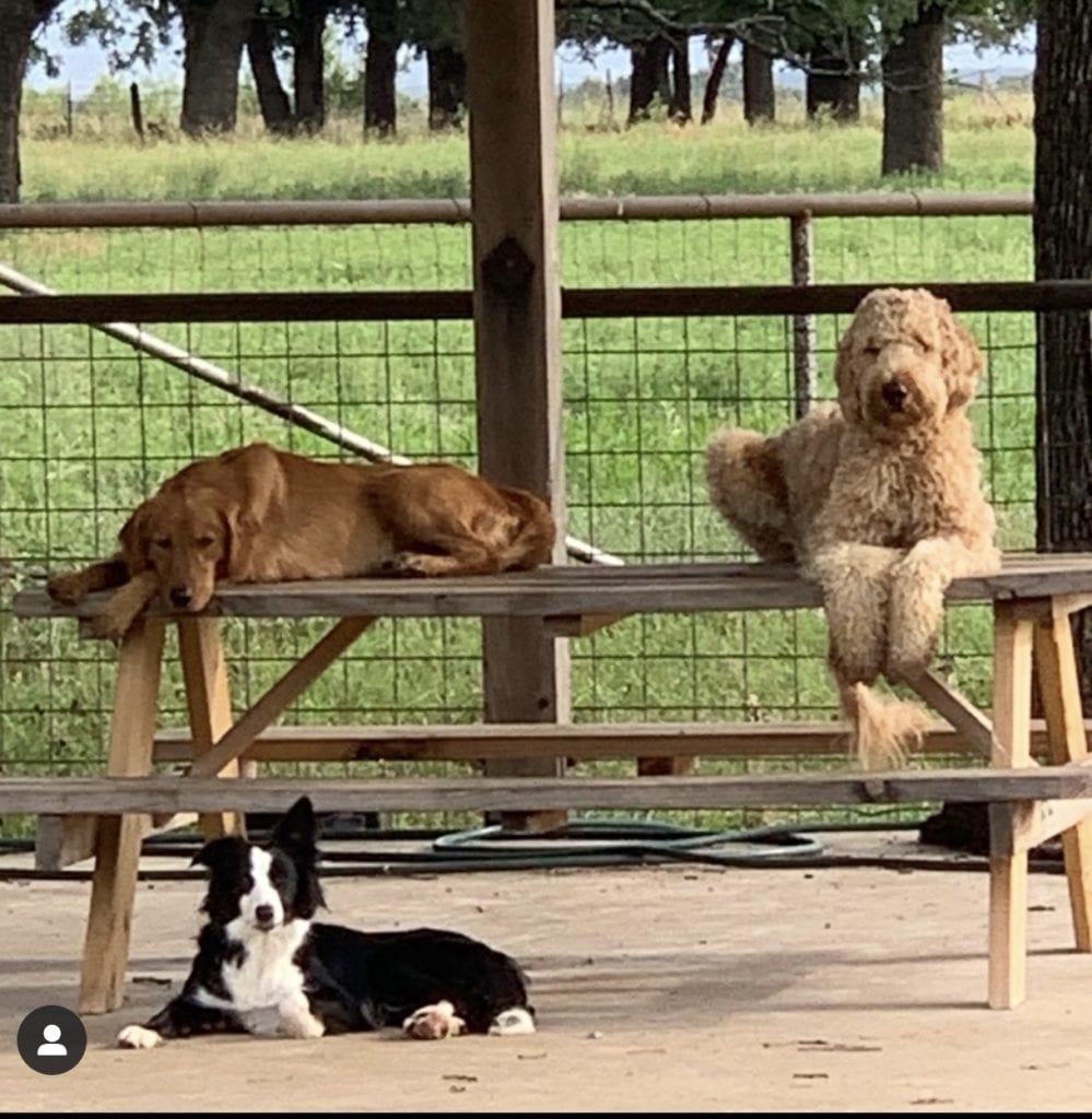 dogs on the porch