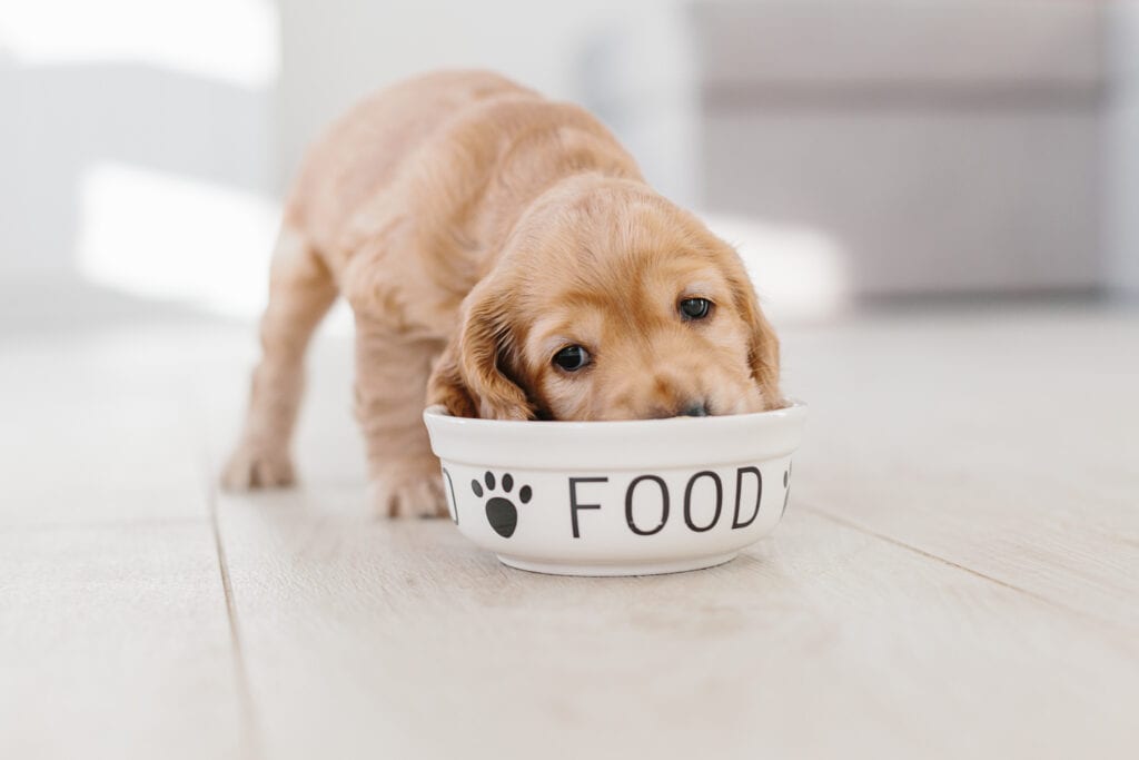 puppy eating food