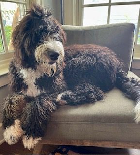 bernedoodle