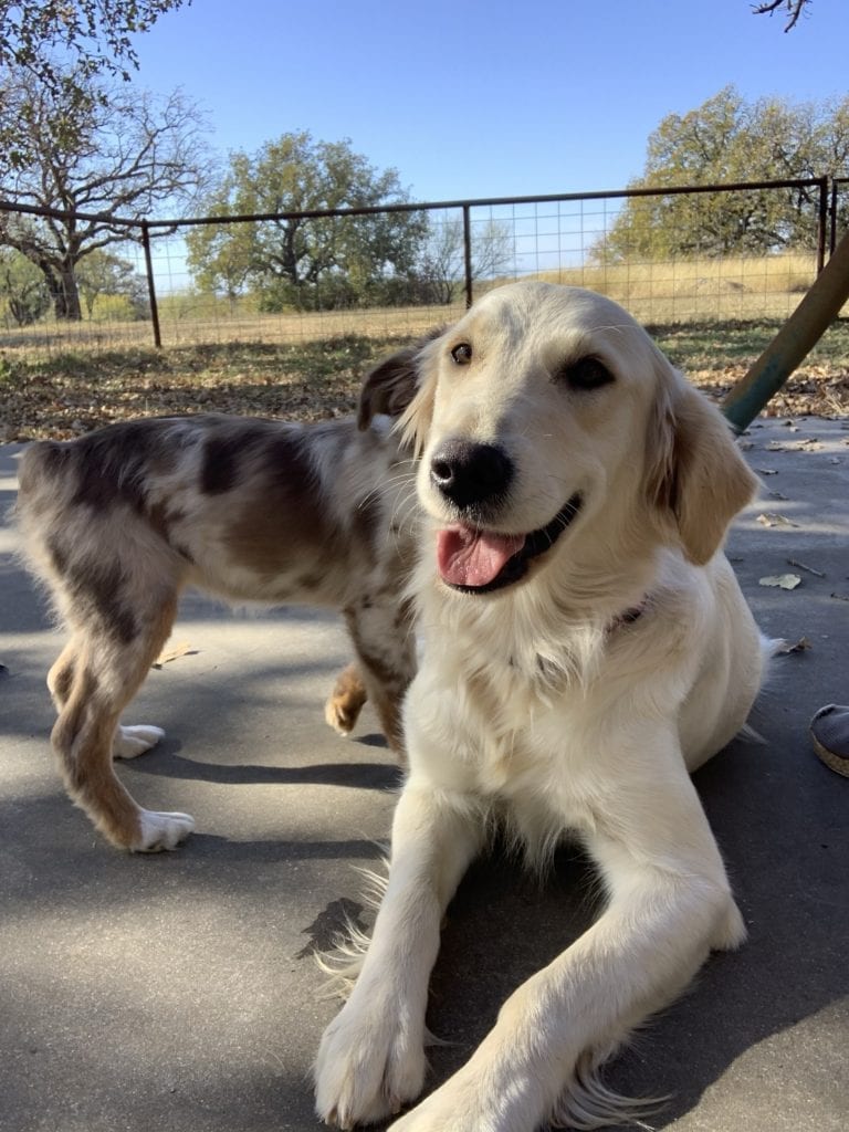 Golden Retriever with mini Aussie