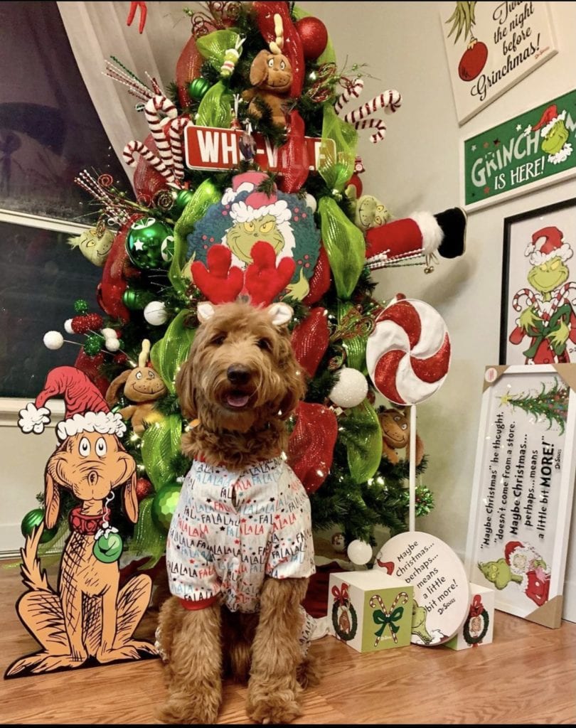 dog and Christmas tree