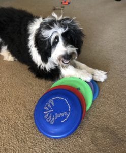 dog with frisbees
