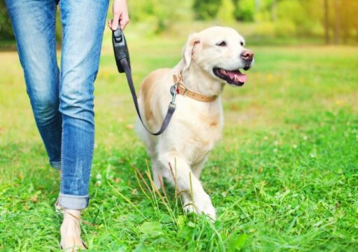 golden retriever on leash