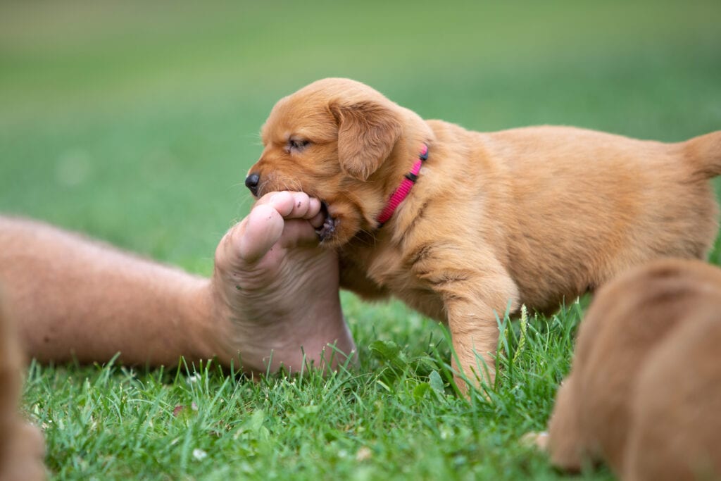 puppy biting foot