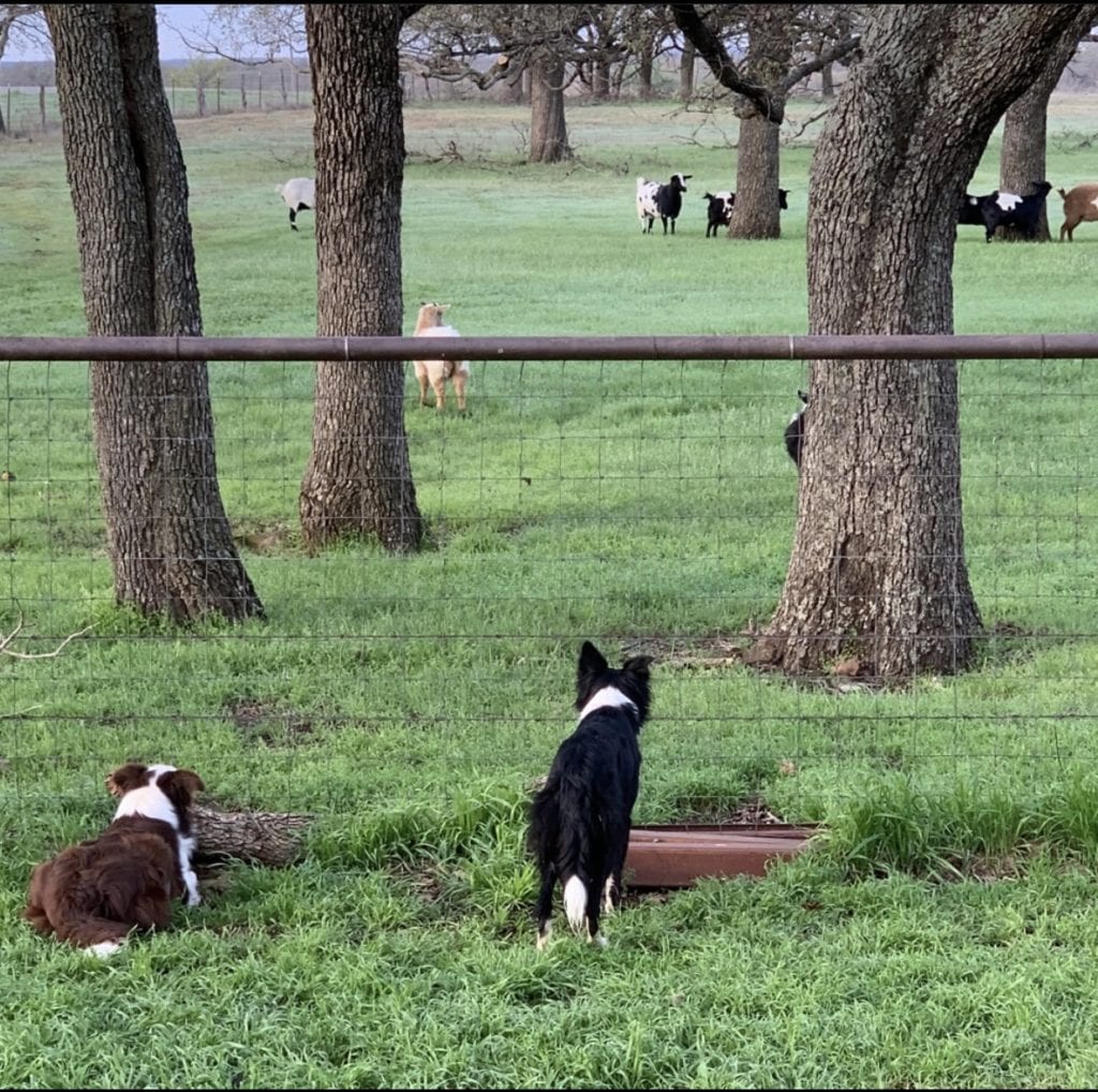 border collies watching goats