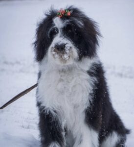 bordoodle in the snow