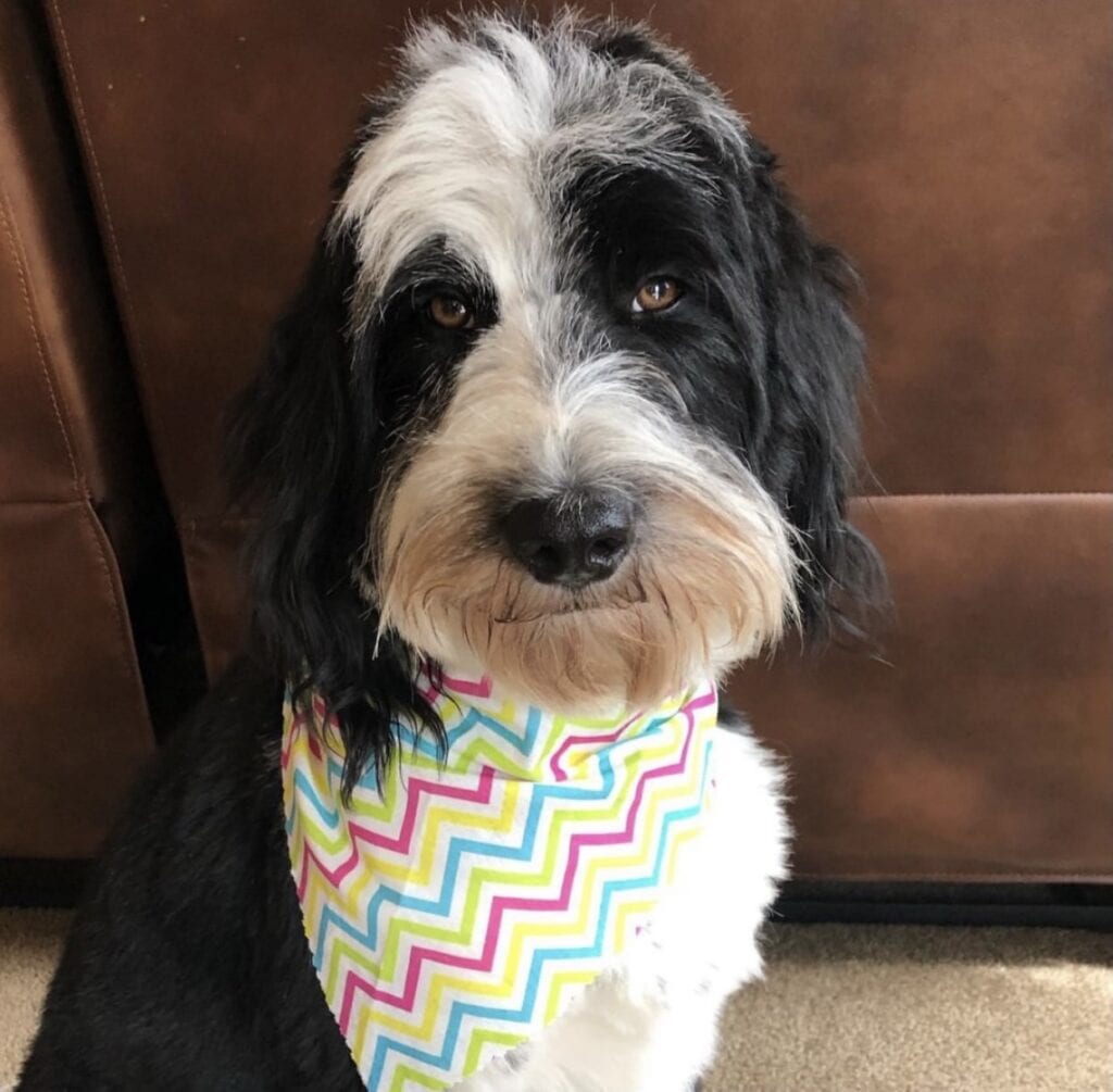 Which Doodle breed is best for you Post 1 Bordoodles