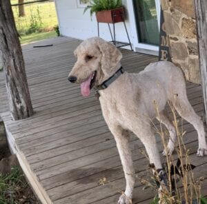 standard poodle