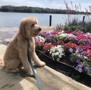 doodle at the lake