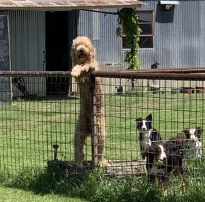 goldendoodle stand at fence