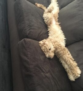 doodle stretches on couch