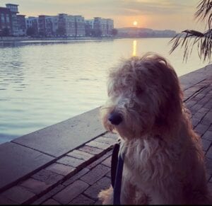 dog at lake