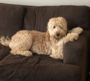 goldendoodle on couch