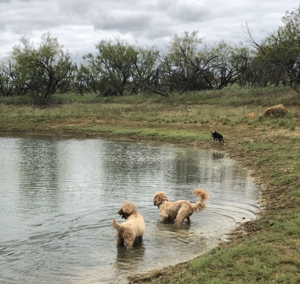 poodle and doodle in pond