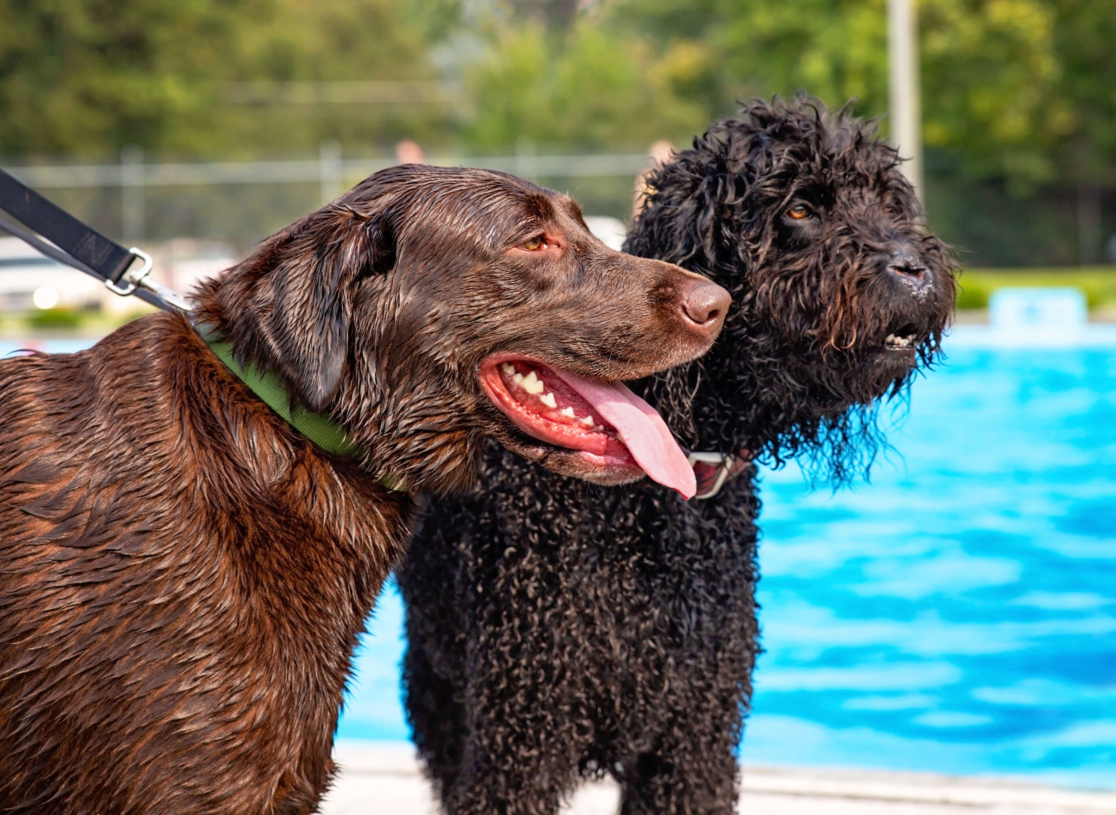 puppies exercise