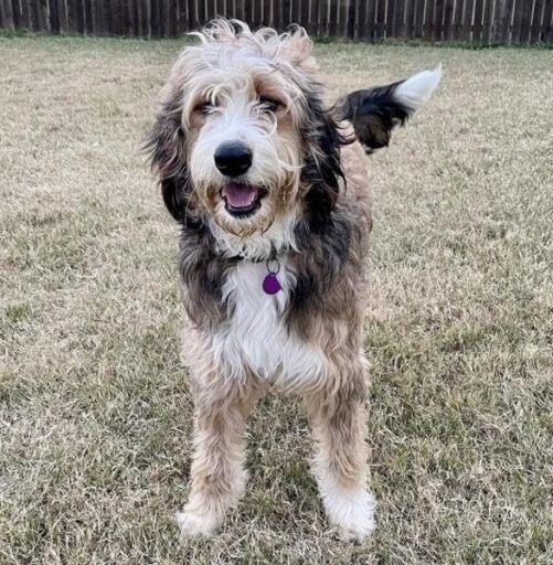 bernedoodle