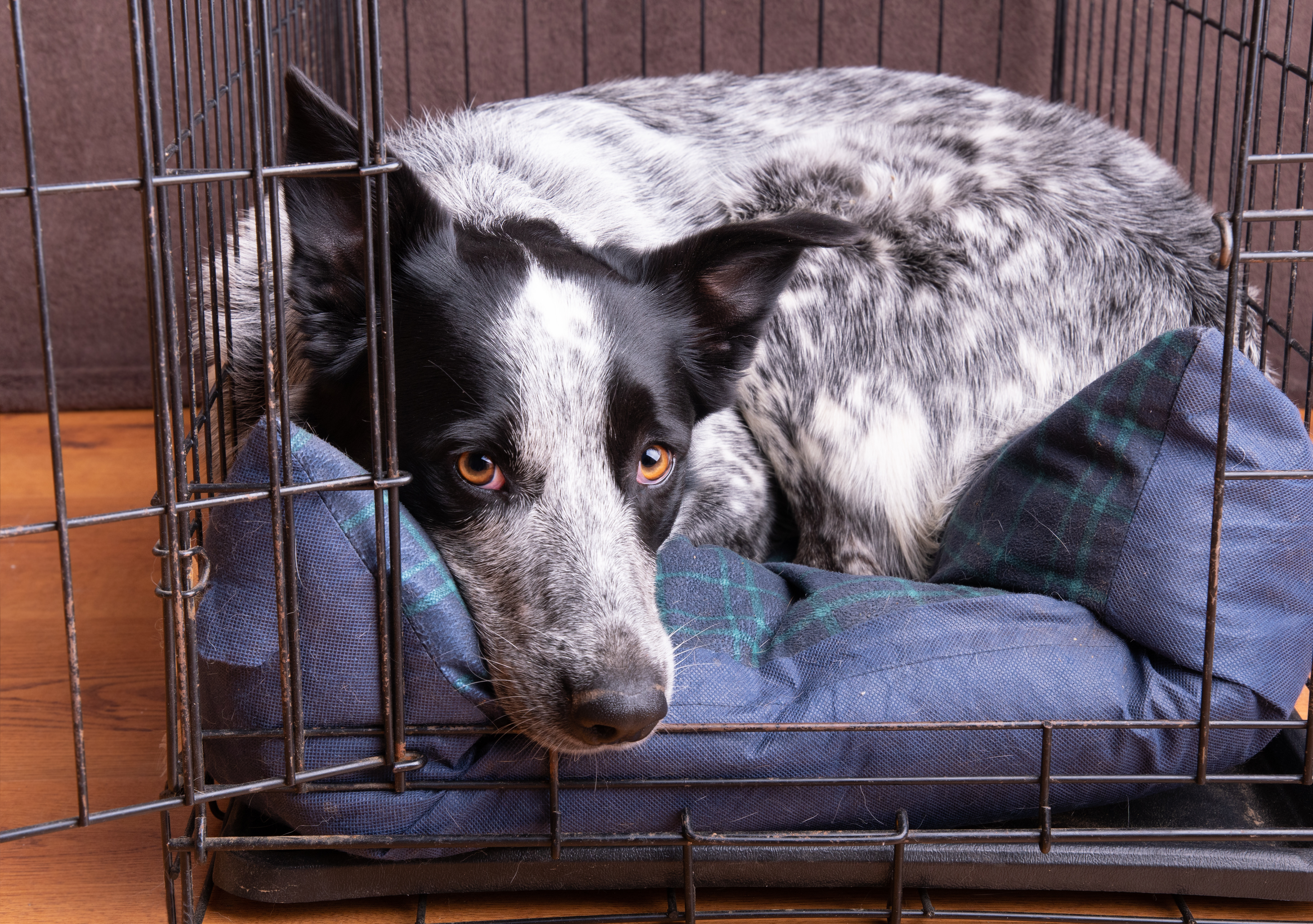 dog resting in crate