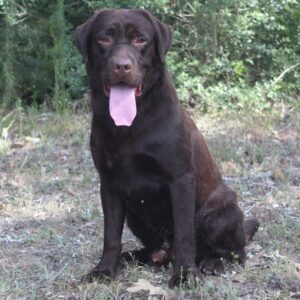chocolate lab