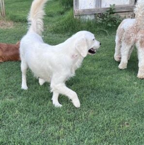 golden retriever