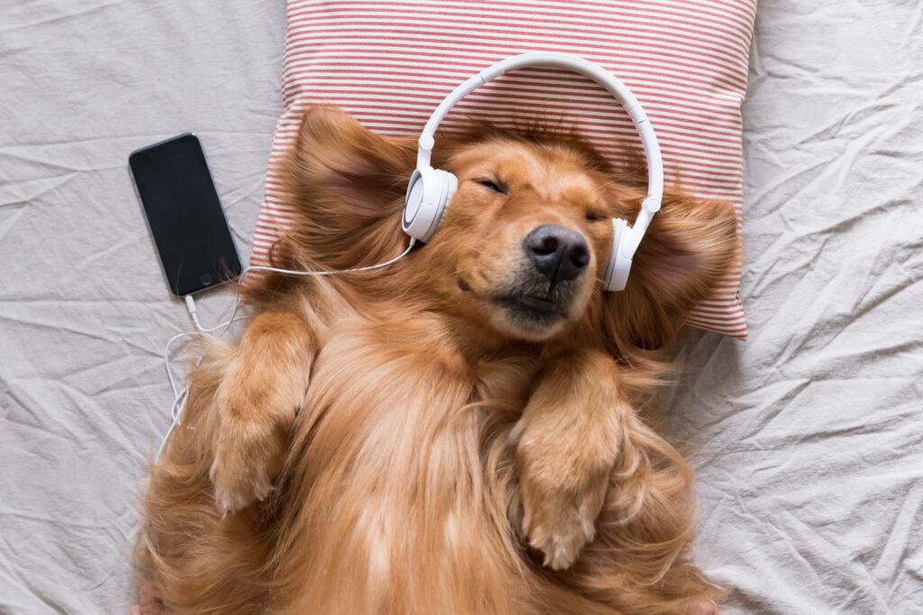 golden retriever with headphones