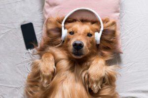 golden retriever with headphones