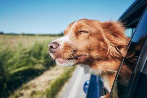 dog hanging head out window