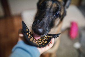 dog and lick mat