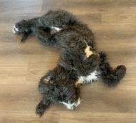 bernedoodle