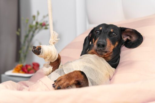 dog in hospital