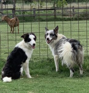 border collies