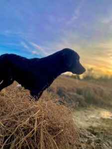 black labrador
