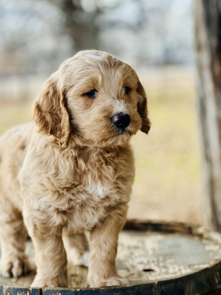 goldendoodle puppy